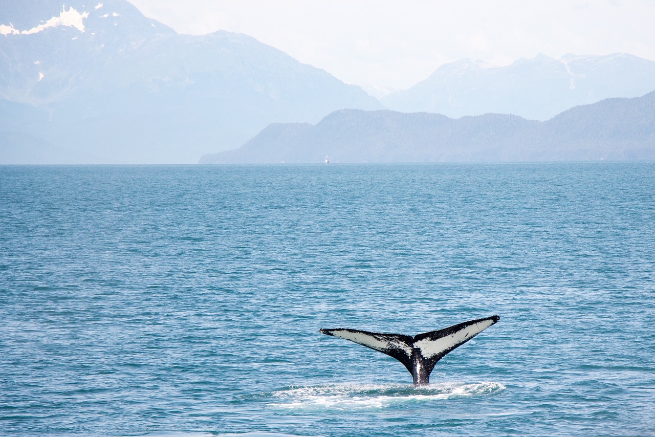 Responsible Whale Watching: Impact on Marine Life